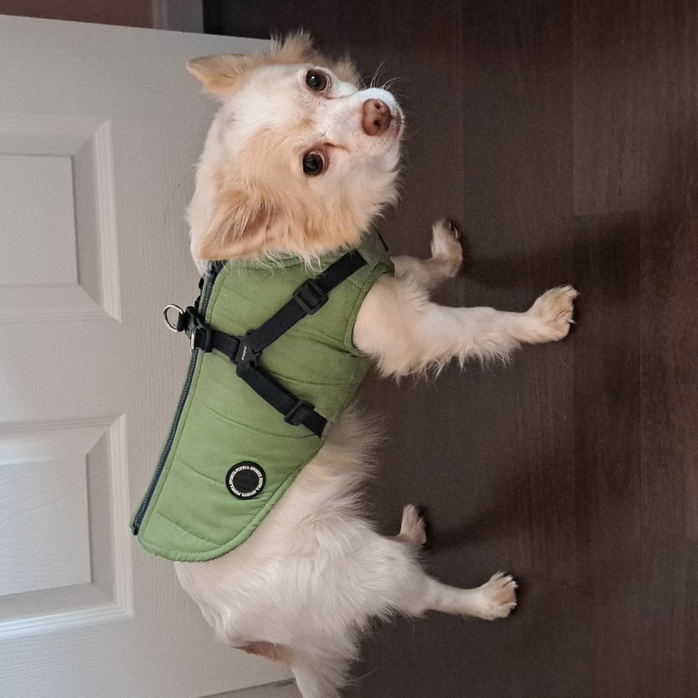 Puppia Mountaineer Winter Dog Coat With Harness, Down, Green, Xs